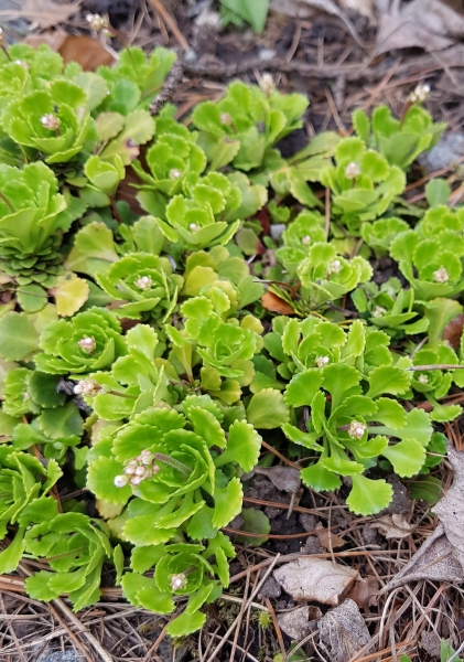 Pflanzenbild gross Keilblättriger Steinbrech - Saxifraga cuneifolia