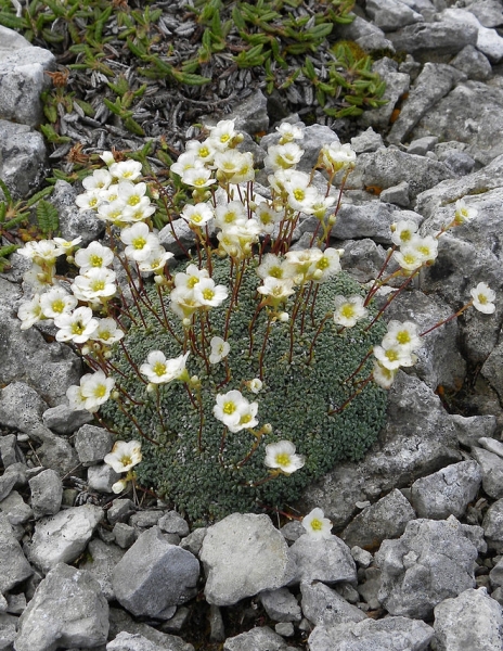Pflanzenbild gross Blaugrüner Steinbrech - Saxifraga caesia