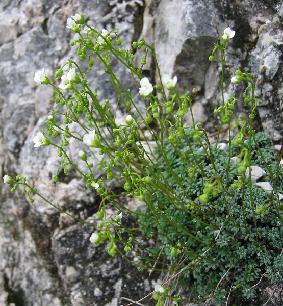 Pflanzenbild gross Blaugrüner Steinbrech - Saxifraga caesia