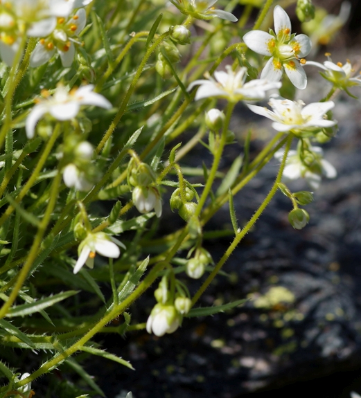 Pflanzenbild gross Rauer Steinbrech - Saxifraga aspera