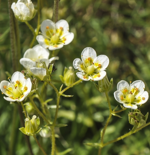 Pflanzenbild gross Rauer Steinbrech - Saxifraga aspera