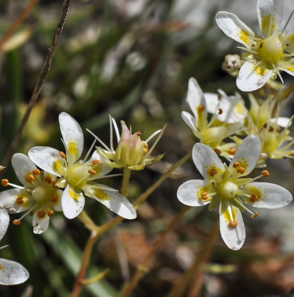 Pflanzenbild gross Rauer Steinbrech - Saxifraga aspera