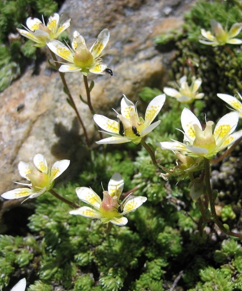 Pflanzenbild gross Moosartiger Steinbrech - Saxifraga bryoides