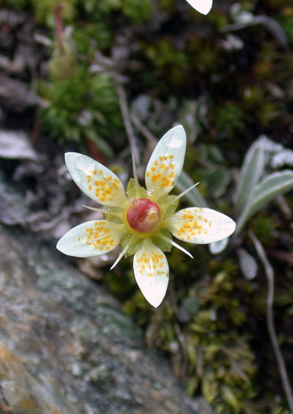 Pflanzenbild gross Moosartiger Steinbrech - Saxifraga bryoides