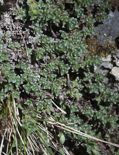 Pflanzenbild gross Gegenblättriger Steinbrech - Saxifraga oppositifolia