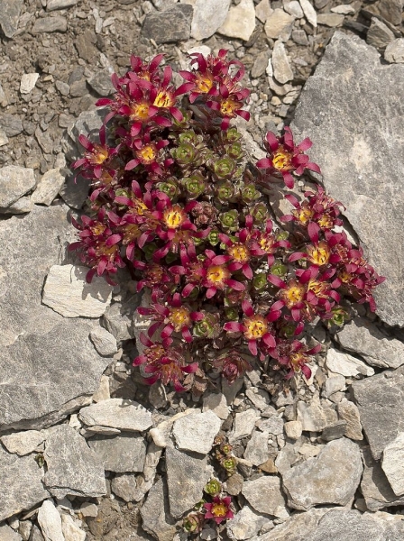 Pflanzenbild gross Zweiblütiger Steinbrech - Saxifraga biflora