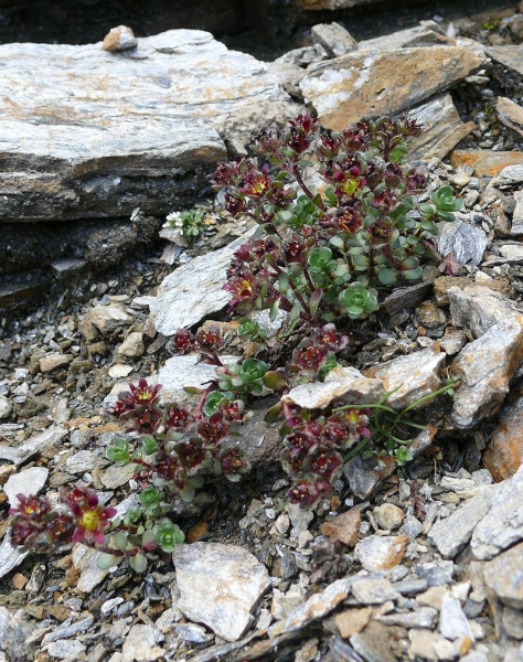 Pflanzenbild gross Zweiblütiger Steinbrech - Saxifraga biflora