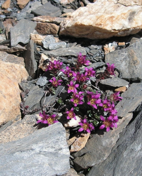 Pflanzenbild gross Zweiblütiger Steinbrech - Saxifraga biflora