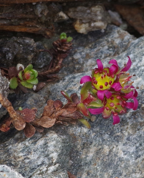 Pflanzenbild gross Zweiblütiger Steinbrech - Saxifraga biflora