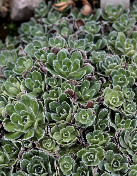 Pflanzenbild gross Trauben-Steinbrech - Saxifraga paniculata