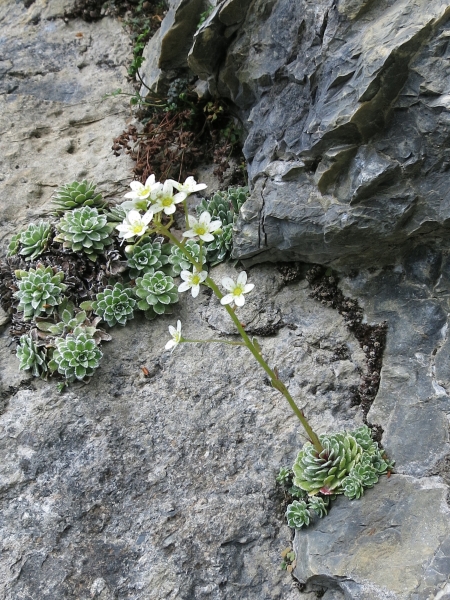 Pflanzenbild gross Trauben-Steinbrech - Saxifraga paniculata
