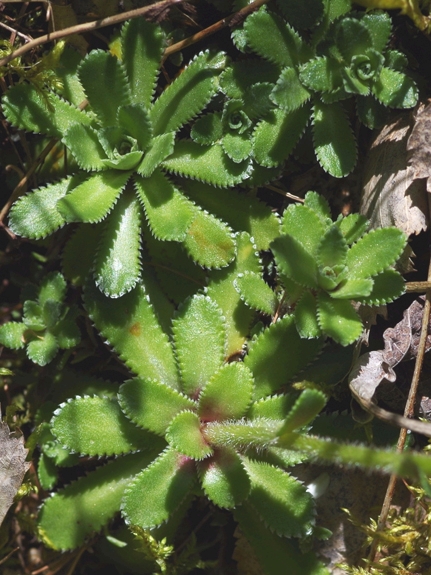 Pflanzenbild gross Trauben-Steinbrech - Saxifraga paniculata