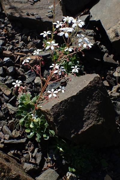 Pflanzenbild gross Strauss-Steinbrech - Saxifraga cotyledon