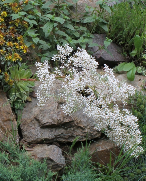 Pflanzenbild gross Strauss-Steinbrech - Saxifraga cotyledon