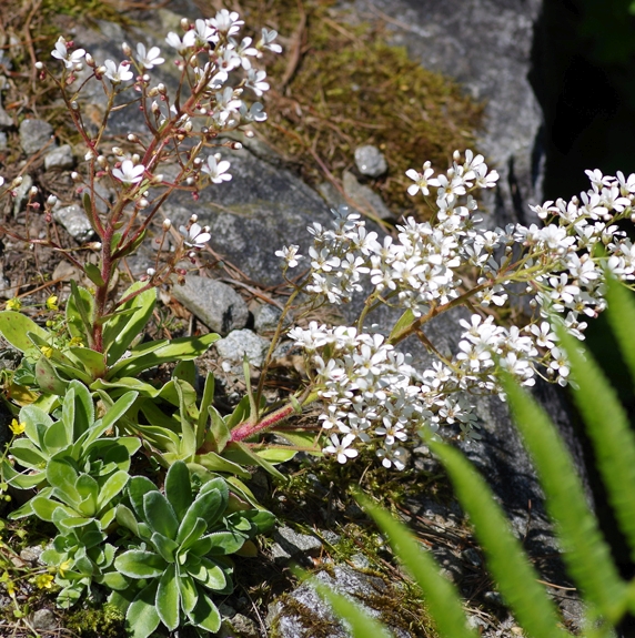 Pflanzenbild gross Strauss-Steinbrech - Saxifraga cotyledon