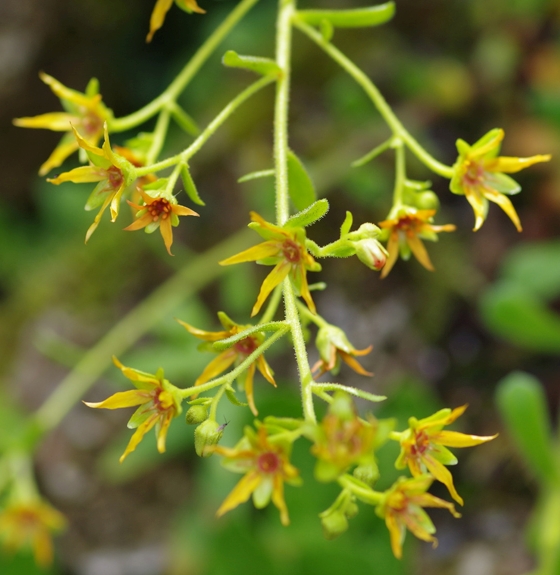 Pflanzenbild gross Kies-Steinbrech - Saxifraga mutata