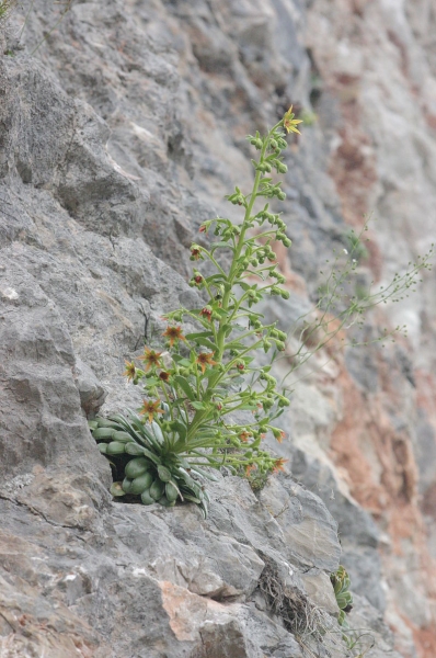 Pflanzenbild gross Kies-Steinbrech - Saxifraga mutata