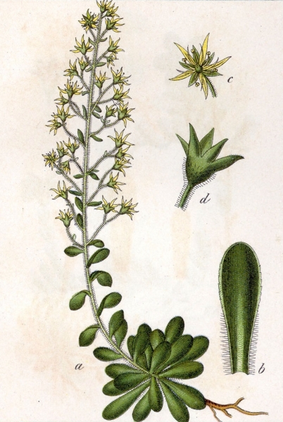 Pflanzenbild gross Kies-Steinbrech - Saxifraga mutata