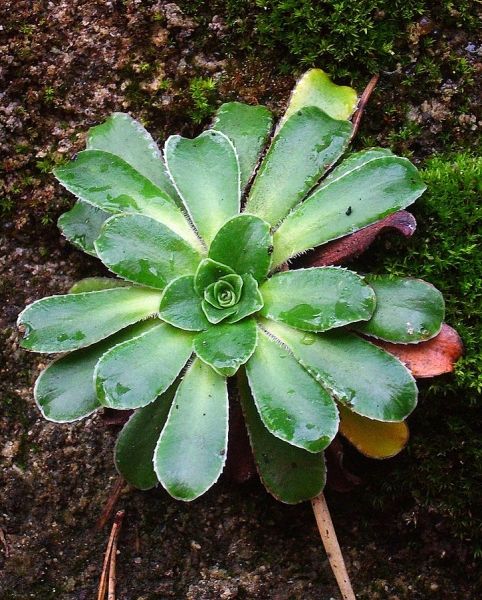 Pflanzenbild gross Kies-Steinbrech - Saxifraga mutata