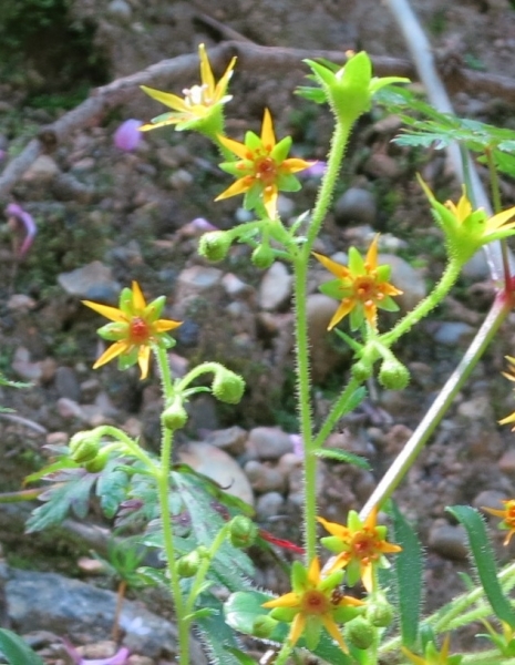 Pflanzenbild gross Kies-Steinbrech - Saxifraga mutata