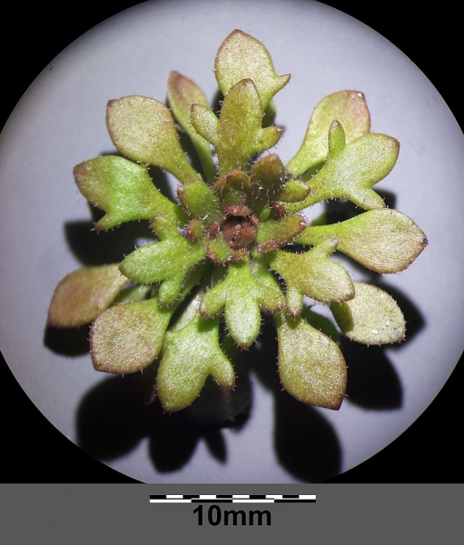 Pflanzenbild gross Dreifingeriger Steinbrech - Saxifraga tridactylites