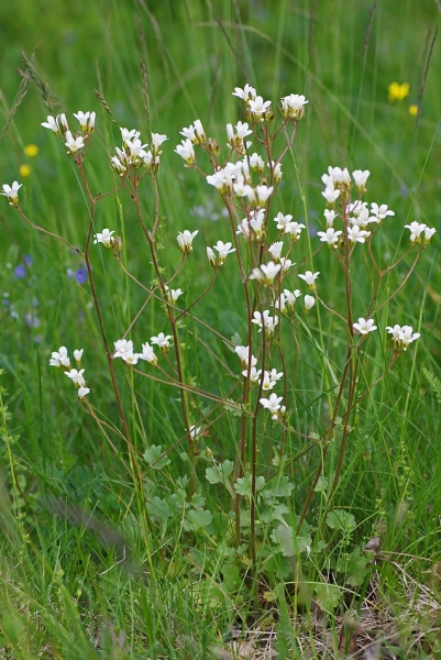 Pflanzenbild gross Knöllchen-Steinbrech - Saxifraga granulata