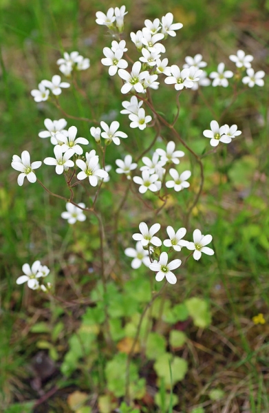Pflanzenbild gross Knöllchen-Steinbrech - Saxifraga granulata