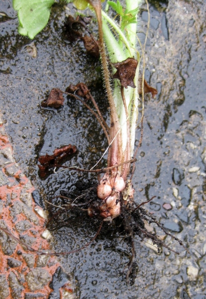Pflanzenbild gross Knöllchen-Steinbrech - Saxifraga granulata