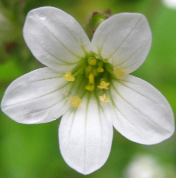 Pflanzenbild gross Knöllchen-Steinbrech - Saxifraga granulata