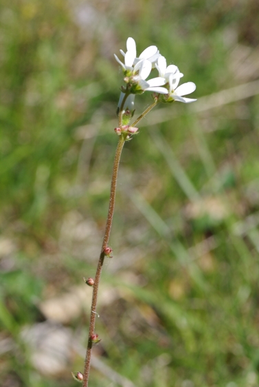 Pflanzenbild gross Zwiebel-Steinbrech - Saxifraga bulbifera