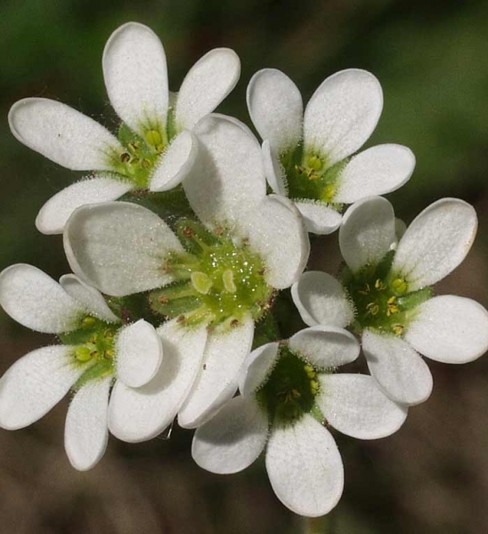 Pflanzenbild gross Zwiebel-Steinbrech - Saxifraga bulbifera