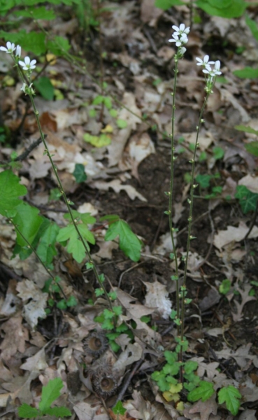 Pflanzenbild gross Zwiebel-Steinbrech - Saxifraga bulbifera