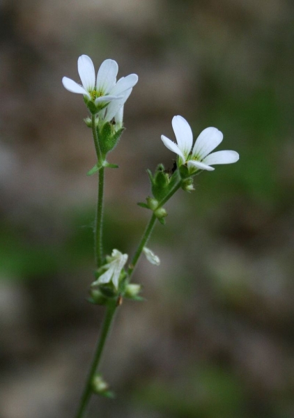 Pflanzenbild gross Zwiebel-Steinbrech - Saxifraga bulbifera