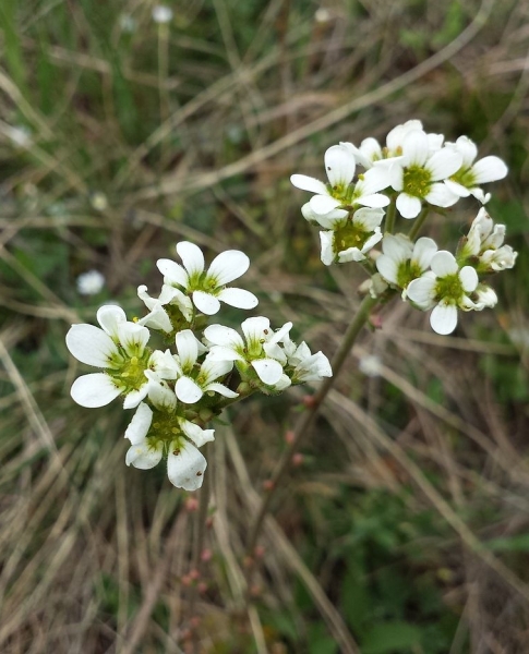 Pflanzenbild gross Zwiebel-Steinbrech - Saxifraga bulbifera