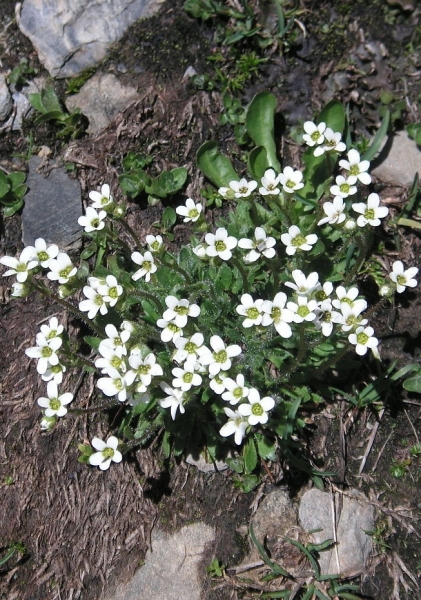 Pflanzenbild gross Mannsschild-Steinbrech - Saxifraga androsacea