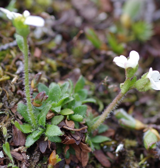 Pflanzenbild gross Mannsschild-Steinbrech - Saxifraga androsacea