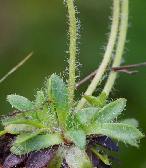 Pflanzenbild gross Mannsschild-Steinbrech - Saxifraga androsacea