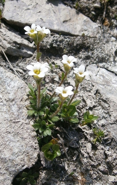 Pflanzenbild gross Mannsschild-Steinbrech - Saxifraga androsacea