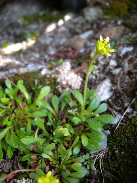 Pflanzenbild gross Séguiers Steinbrech - Saxifraga seguieri