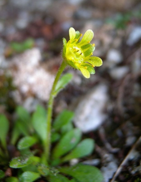 Pflanzenbild gross Séguiers Steinbrech - Saxifraga seguieri