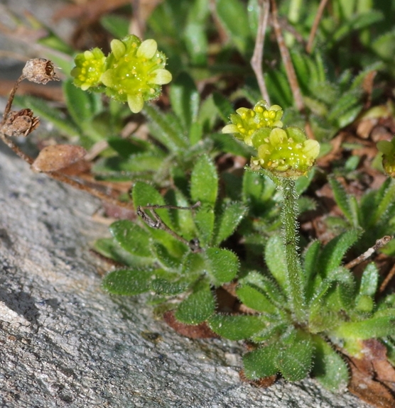 Pflanzenbild gross Séguiers Steinbrech - Saxifraga seguieri