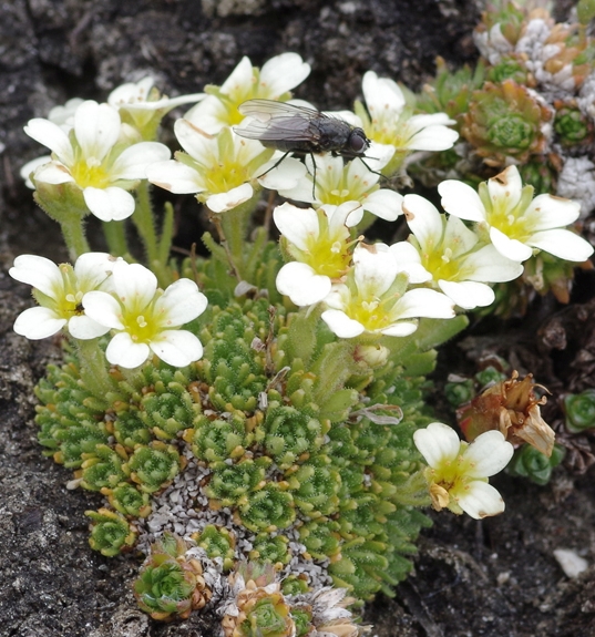 Pflanzenbild gross Flachblättriger Steinbrech - Saxifraga muscoides
