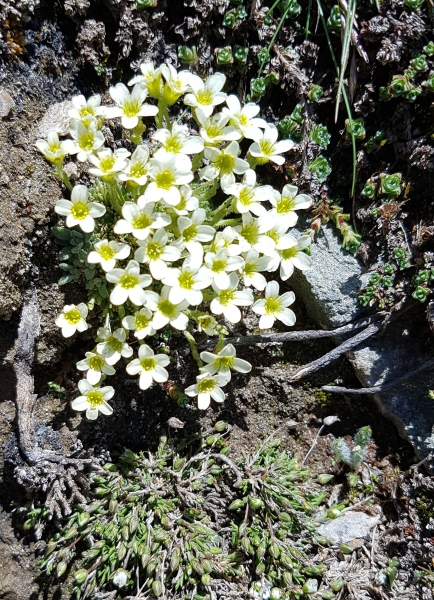 Pflanzenbild gross Flachblättriger Steinbrech - Saxifraga muscoides
