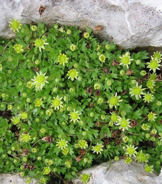 Pflanzenbild gross Blattloser Steinbrech - Saxifraga aphylla