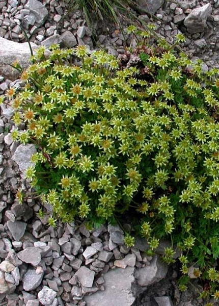 Pflanzenbild gross Blattloser Steinbrech - Saxifraga aphylla