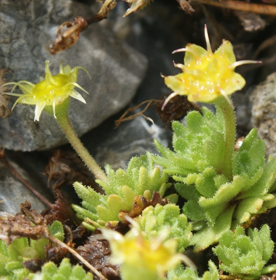Pflanzenbild gross Blattloser Steinbrech - Saxifraga aphylla