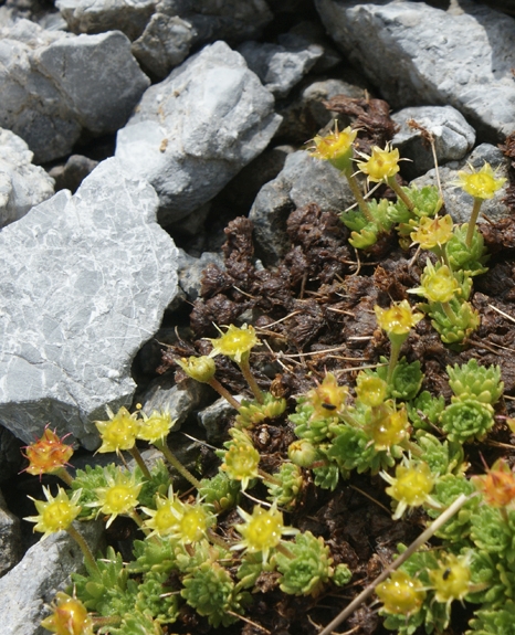 Pflanzenbild gross Blattloser Steinbrech - Saxifraga aphylla