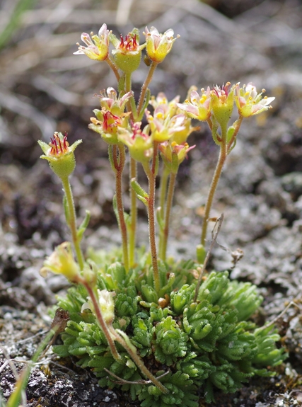 Pflanzenbild gross Gefurchter Steinbrech - Saxifraga exarata subsp. exarata