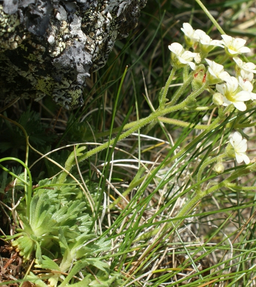 Pflanzenbild gross Gefurchter Steinbrech - Saxifraga exarata subsp. exarata