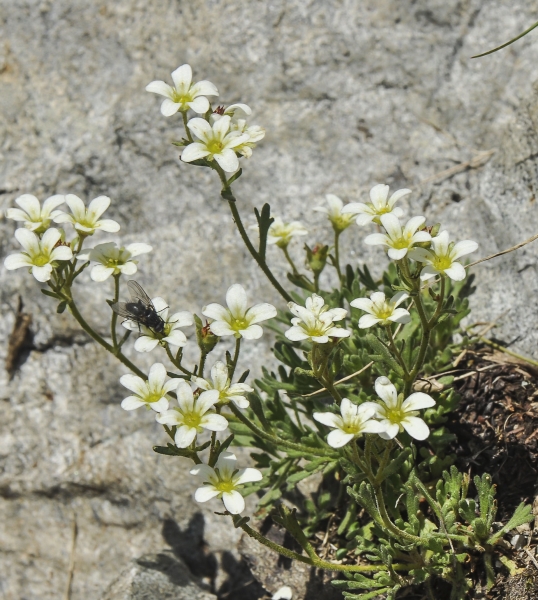 Pflanzenbild gross Gefurchter Steinbrech - Saxifraga exarata subsp. exarata